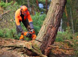 Princeton, TX Tree Care Company